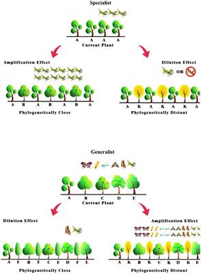 Plant phylogenetic relatedness and herbivore specialization interact to determine pest biocontrol efficiency in mixed plantations